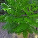 жакаранда мимозолистная