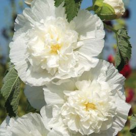 Мальва Шатер белая (white)