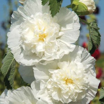 Мальва Шатер белая (white)
