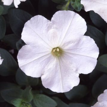 Петунія Ламбада біла (white)