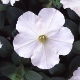 Петунія Ламбада біла (white)