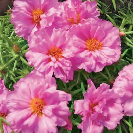 Портулак Грандифлора розовый (pink)