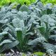 Кале семена капусты листовой (Hortus)