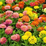 Ліліпут суміш (mix) насіння майор (Hem Zaden)