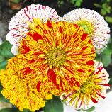 Цинія елегантна Пепермінт стік суміш