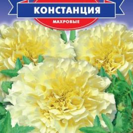 Бархатцы Констанция