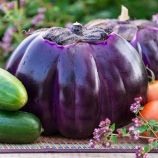 Флоренция семена баклажана раннего 75 дн. 11-12 см окр. (Hortus)