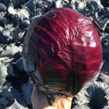 Редгард F1 семена капусты к/к поздней 130-135 дн. до 2 кг овал. (Clause)