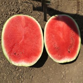 Эпика F1 семена арбуза тип кр.св. среднераннего 12-14 кг удл. (Clause)