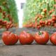  КС 204 F1 (KS 204 F1) семена томата индет. раннего окр. 220-260 гр. красный (Kitano Seeds)