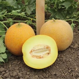КС 517 F1 (KS 517 F1) насіння дині тип Галія ранньої 1,5-2,5 кг (Kitano Seeds)