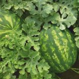 КС 635 F1 (KS 635 F1) насіння кавуна раннього (Kitano Seeds)