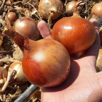 Бренда семена лука репчатого позднего 125-130 дн. 120-250 гр. (LibraSeeds/Erste Zaden)
