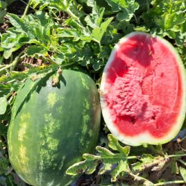 Арбуз Фонтана F1 