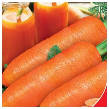 Любима насіння моркви (GL Seeds)