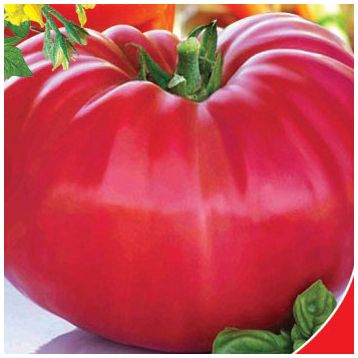 Миллионер семена томата индет среднего 120-128 дн окр-припл 500-800 гр (GL Seeds)