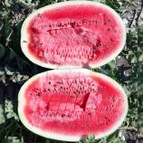 Кавун Марана F1