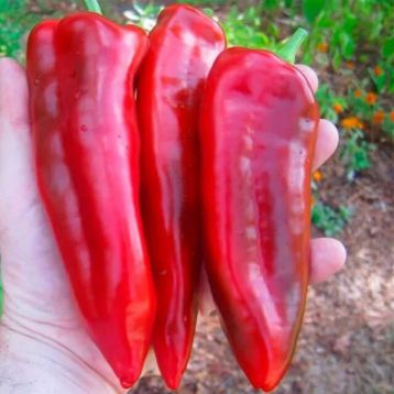Марконі Ред (Марконі Россо) насіння перцю солодкого (Hortus)