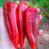 Марконі Ред (Марконі Россо) насіння перцю солодкого (Hortus)