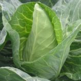 Грет Оксхат насіння капусти конічної середньої коніч. (Hortus)