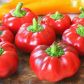 Топепо ред насіння перцю солодкого (Hortus)
