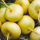 Петровка семена репы (Satimex КЛ)