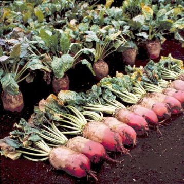 Рекорд Поли семена свеклы кормовой (GL Seeds)
