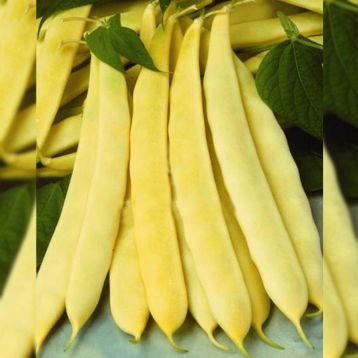 Супернано семена фасоли спаржевой кустовой средней 62 дн. желт. (Satimex КЛ)