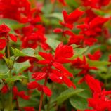 Шавлія сяюча червона (red)