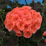 Пеларгония Найт Салмон F1