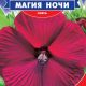 Гибискус Магия ночи