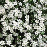 Белое облако семена гипсофилы (GL Seeds)