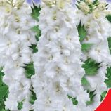 Галахард насіння дельфініума (GL Seeds)