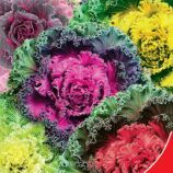 Преміум насіння капусти декоративної (GL Seeds)