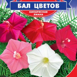 Квамоклит Бал цветов