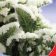 Супрім Вайт (біла) насіння статиці (GL Seeds)