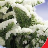 Супрім Вайт (біла) насіння статиці (GL Seeds)
