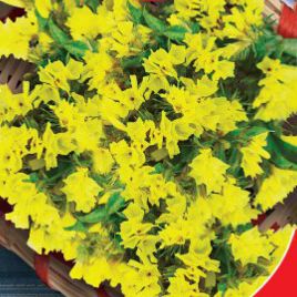 Супрім Голден (жовта) насіння статиці (GL Seeds)