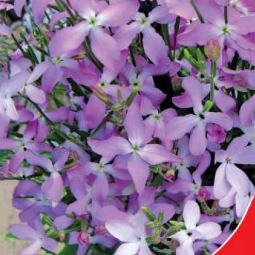 Нічная фіалка насіння матіоли (GL Seeds)