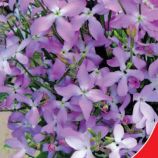 Нічная фіалка насіння матіоли (GL Seeds)