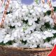 Лобелія Біла леді (GL Seeds)