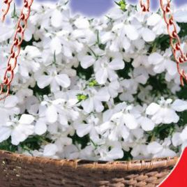 Лобелія Біла леді (GL Seeds)