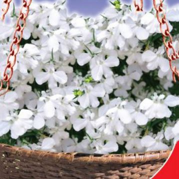Лобелія Біла леді (GL Seeds)