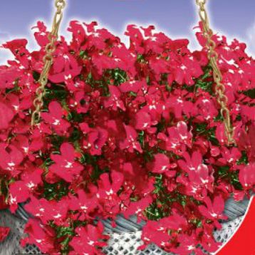Рубіновий фонтан насіння лобелії (GL Seeds)