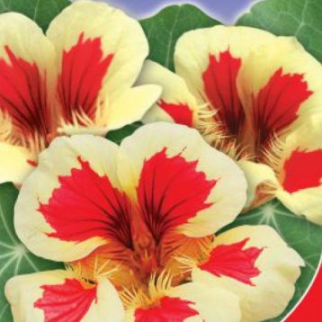 Полуниця з вершками насіння настурції (GL Seeds)
