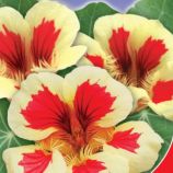 Полуниця з вершками насіння настурції (GL Seeds)