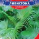 Пальма Ливистона (китайская)