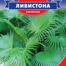 Пальма Ливистона (китайская)