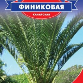 Пальма Финиковая (канарская)