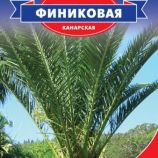 Пальма Финиковая (канарская)